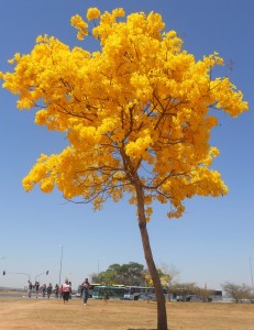 Ipe amarillo Flores del mundo: Brasil 48