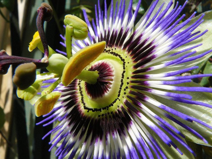 Flor de la pasion Flores del mundo: Paraguay 8
