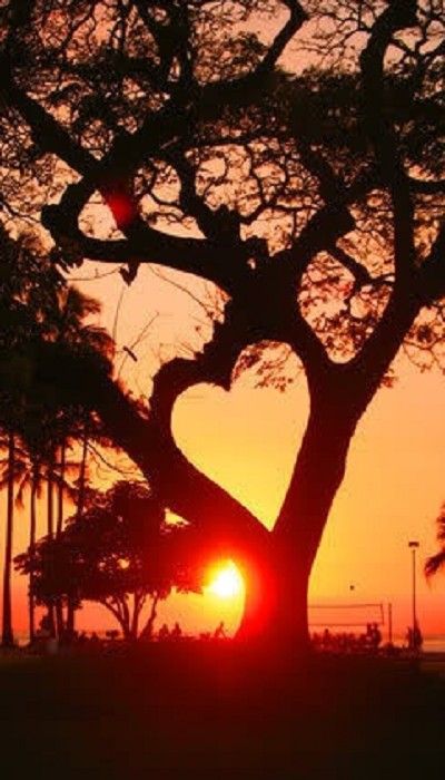 Corazón árbol