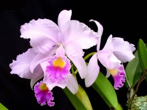 Orquídea colombiana