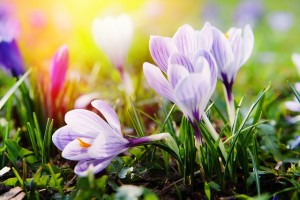 Destacado Desfile de flores: los 5 colores de la primavera 2015 1