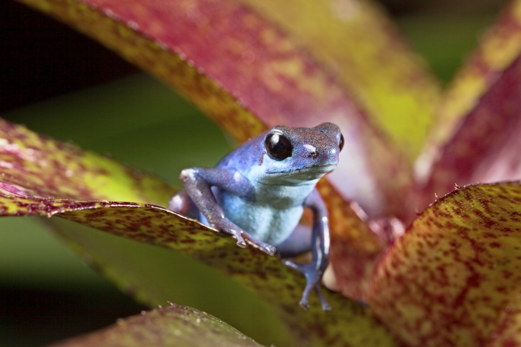 Bromelia frog