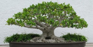 Untitled design 1 Primeros pasos para cultivar tu bonsái 65
