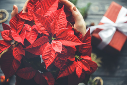imagen blogpost poinsettia Cómo cuidar la planta de Navidad 2