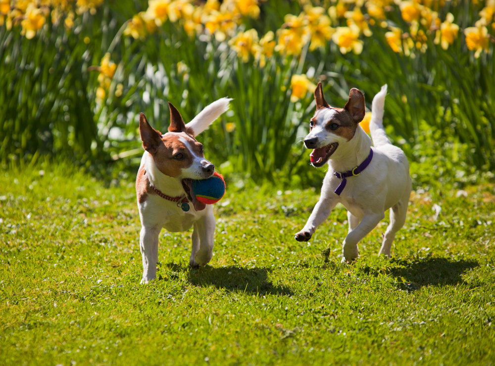 Perros corriendo flores