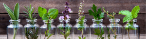 7 plantas medicinales 7 plantas medicinales que puedes cultivar en casa 35