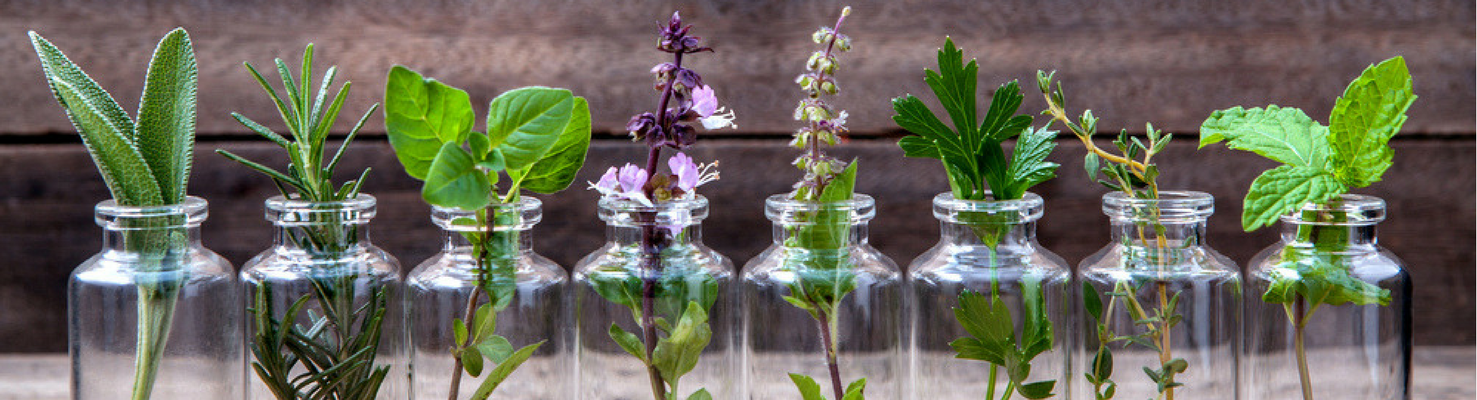 7 plantas medicinales 7 plantas medicinales que puedes cultivar en casa 1