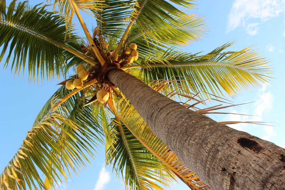 palmera cocos