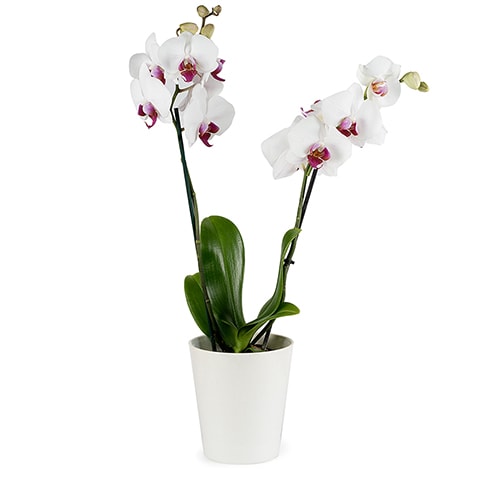 orquídea blanca 