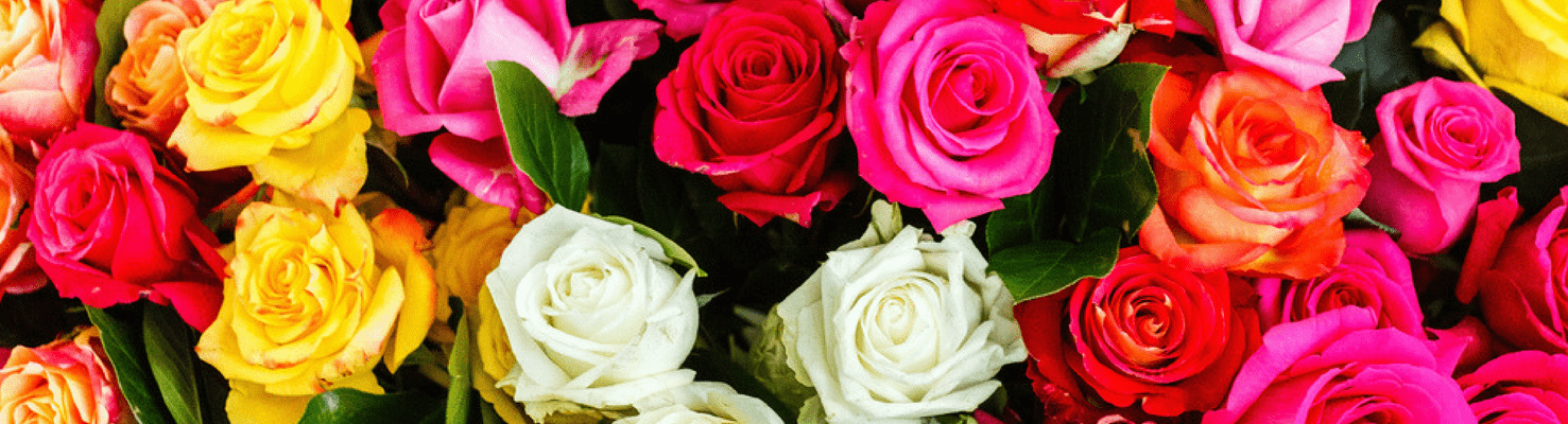 Qué Significan Las Rosas Según Su Color? » FloraQueen ES
