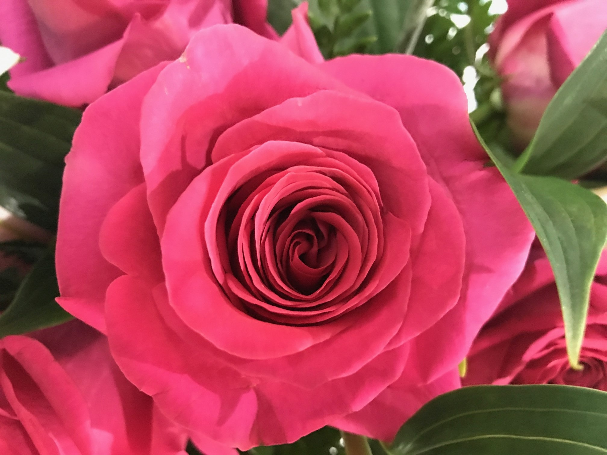 Una espléndida rosa rosa en primer plano
