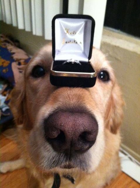 Un perro golden retriever con un anillo de compromiso en el morro