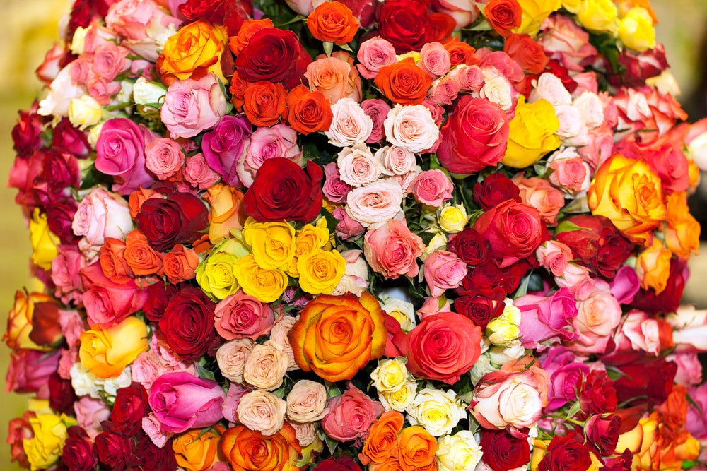 Ramo gigante con rosas de variados colores