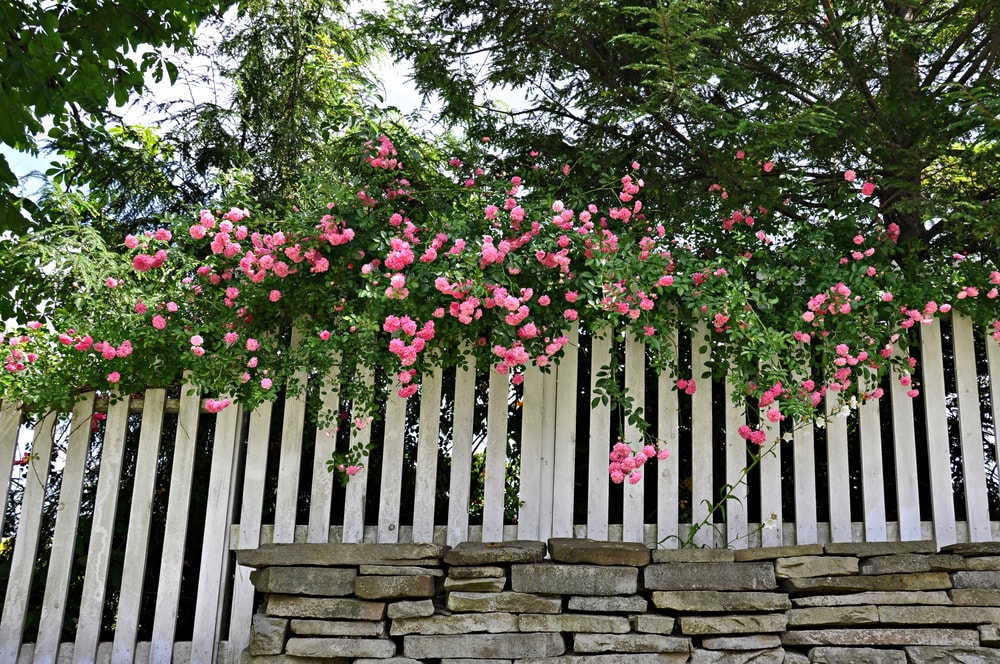 Rosal trepador con rosas rosadas en un muro de una casa