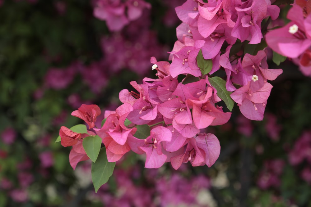 Primer plano de una rama de buganvilla con flores de color rosa