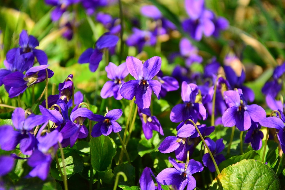 Campo de violetas comunes