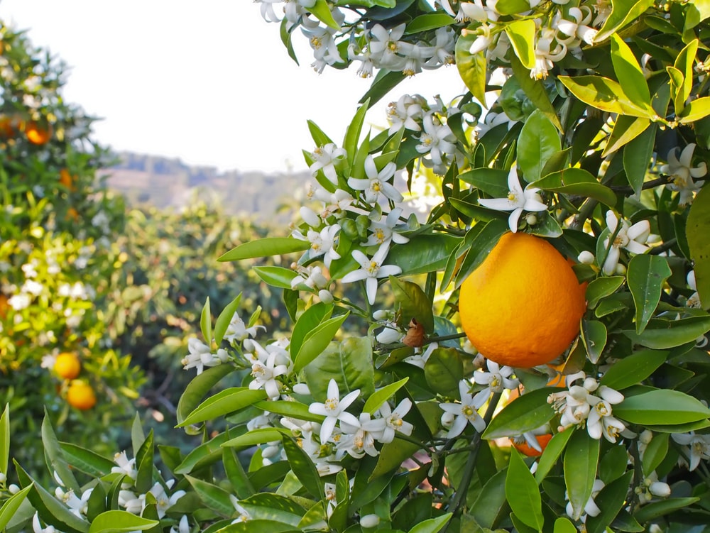 Campos de naranjos con naranjas y flores blancas de azahar