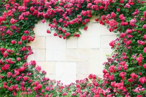 rosales trepadores con rosas rosadas formando un corazón