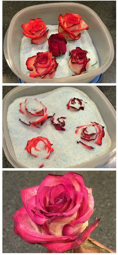 Técnica de secado de rosas con el desecante gel de sílice