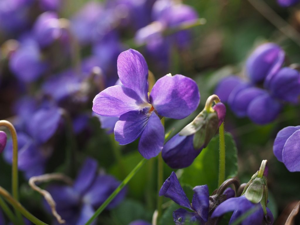 Campo de violetas de color lila