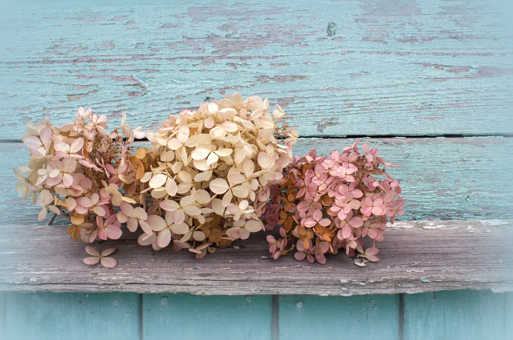 Hortensias secas sobre banco de madera