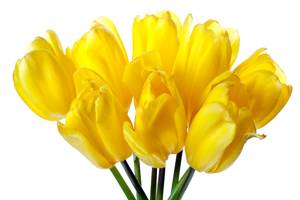 Tulipanes amarillos sobre fondo blanco