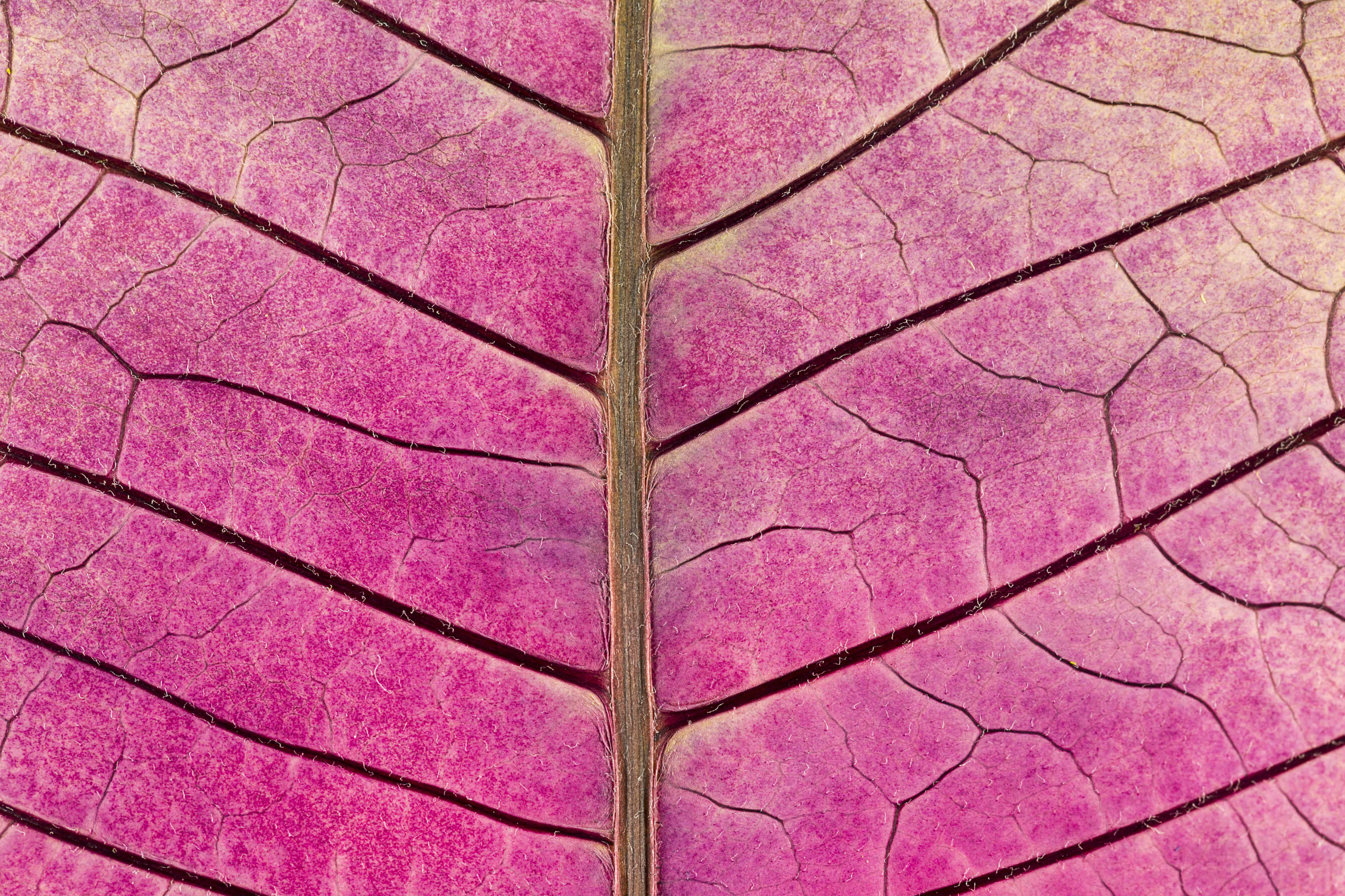 Ampliación de una hoja púrpura donde se aprecian las venas de la planta y su textura