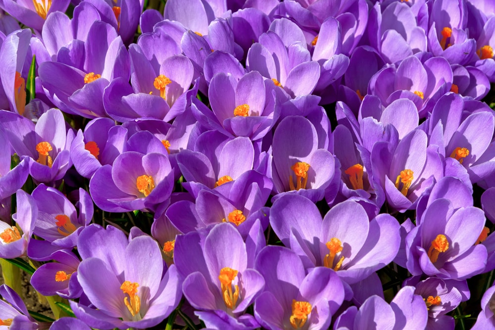 Flores violetas de azafrán