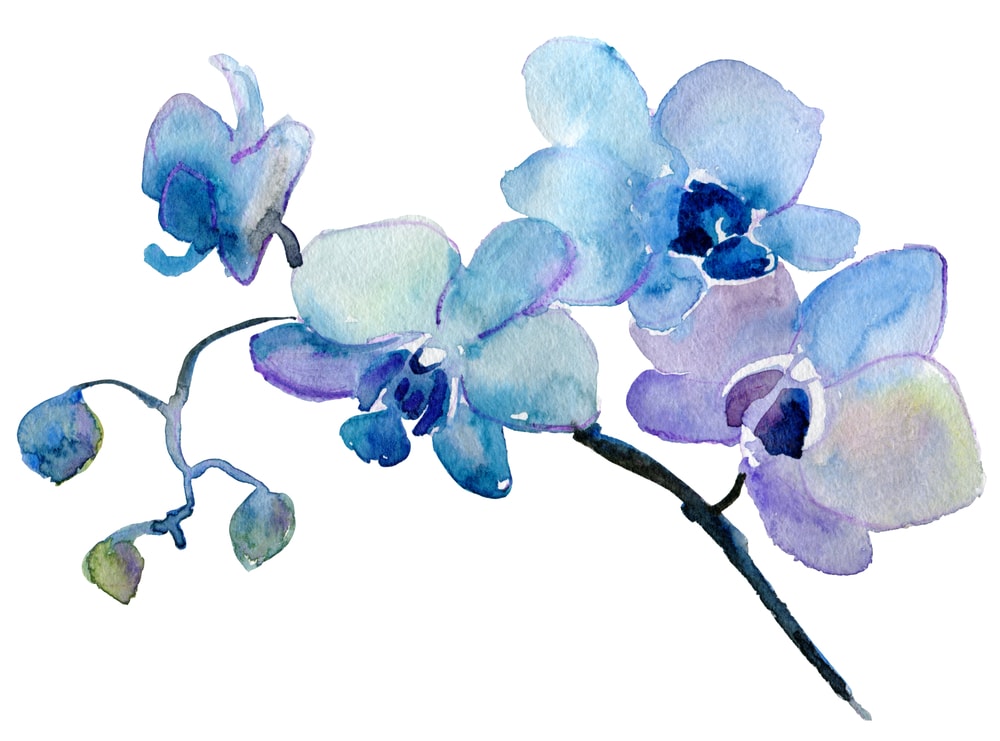 Orquídea azul acuarela