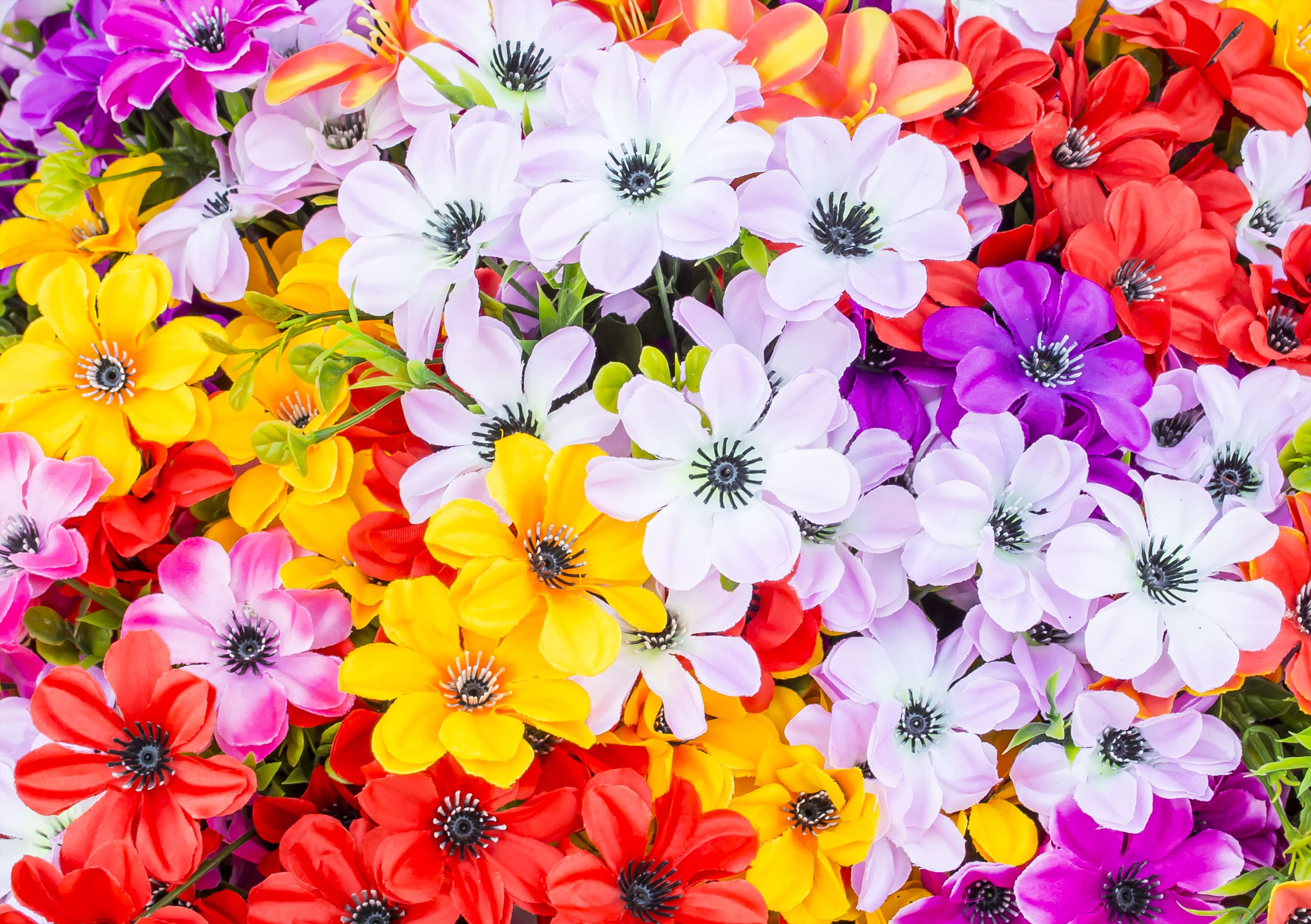 Presunto surf pompa Por qué las flores tienen distintos colores? | FloraQueen ES
