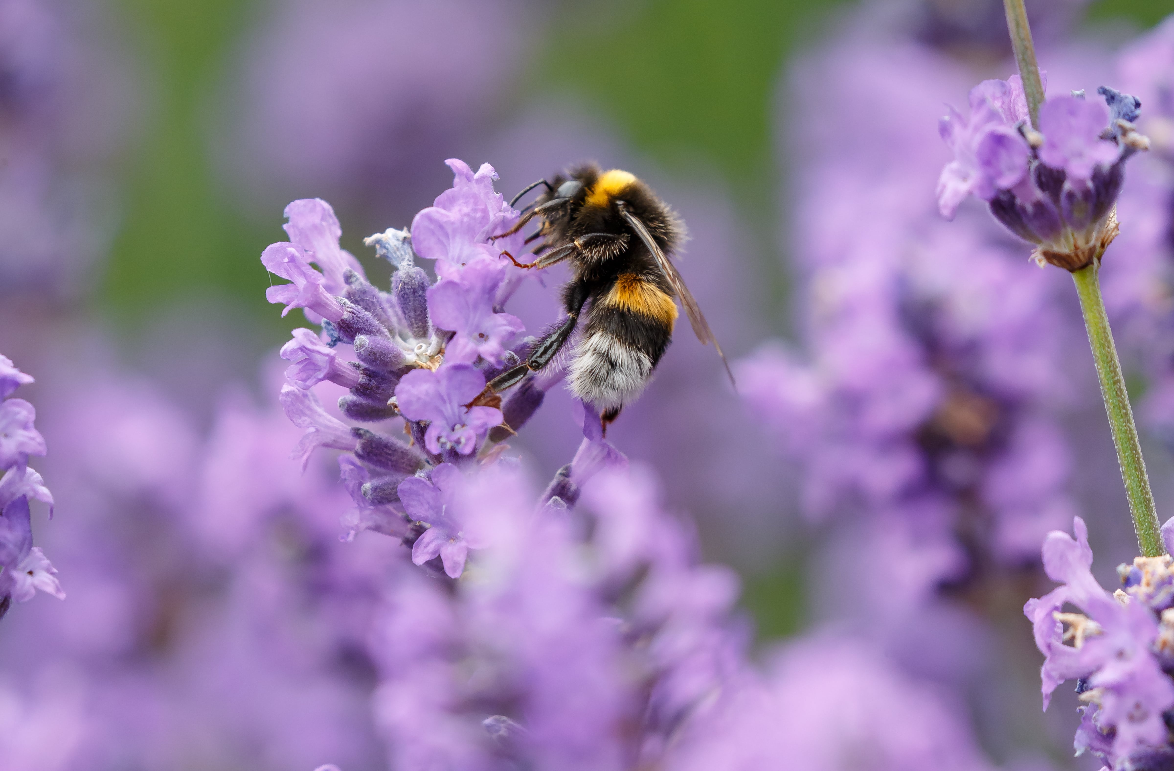 Una abeja se alimenta del polen de una flor de lavanda