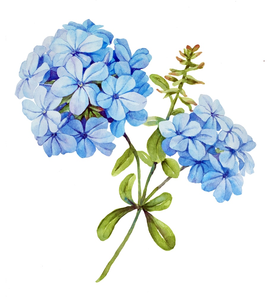 Hortensia azul acuarela