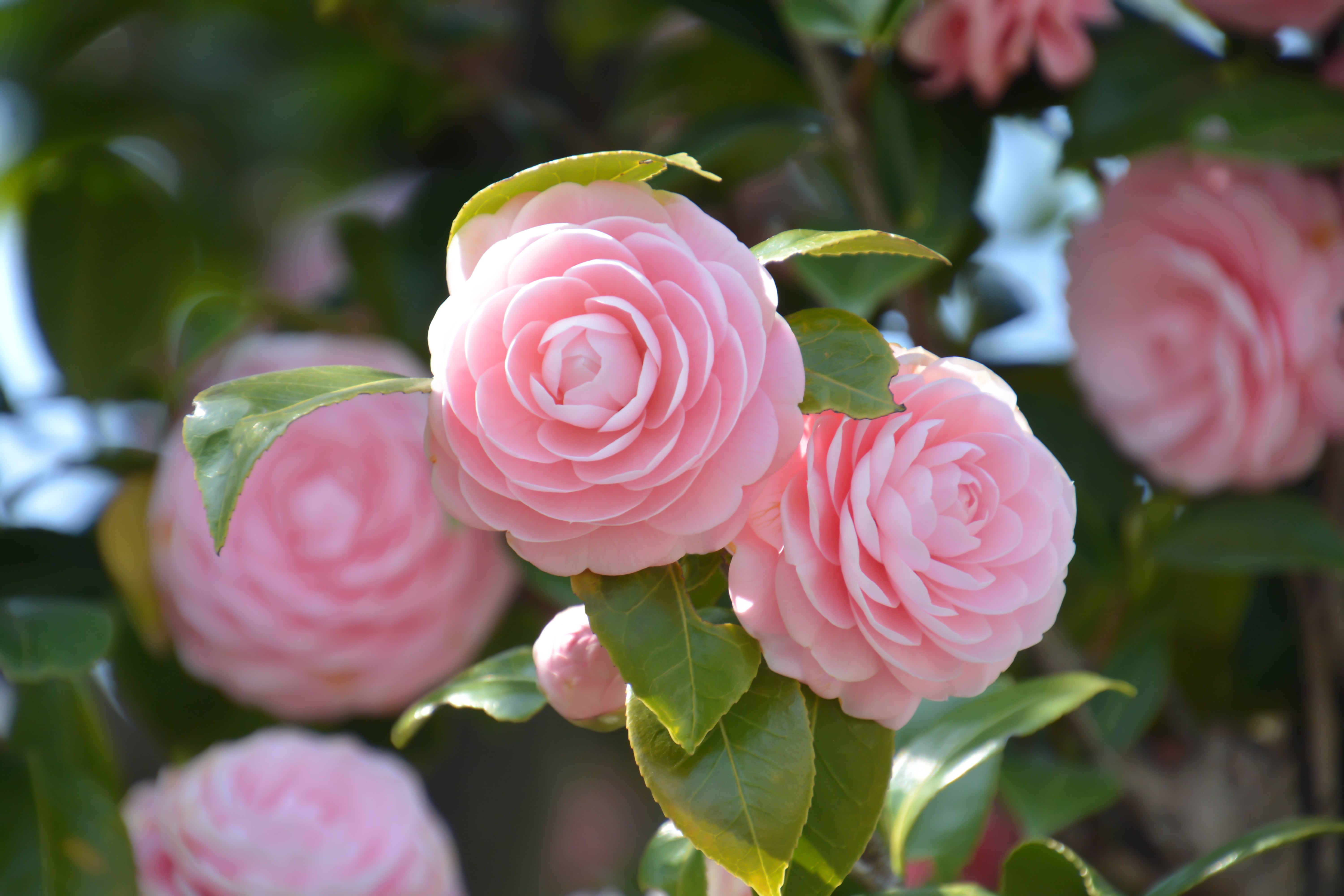 Cinco camelias rosas sobre el verdor de sus hojas