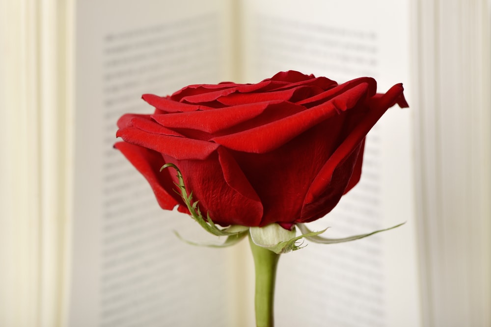 Una rosa roja en un libro abierto