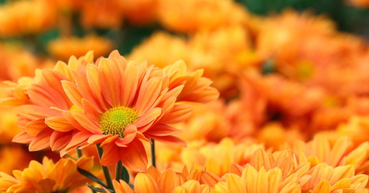 flores naranjas portada