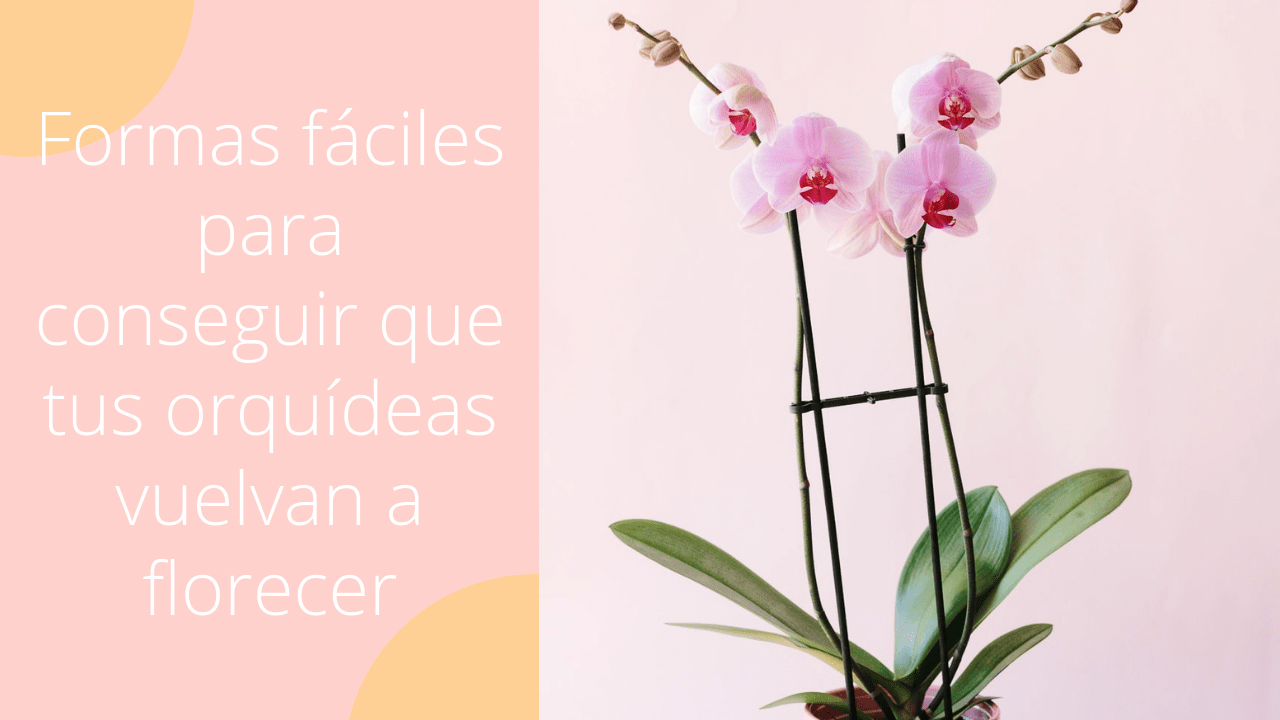 banco Alicia Suyo Cómo Cuidar una Orquídea y Hacer que Vuelva a Florecer | FloraQueen