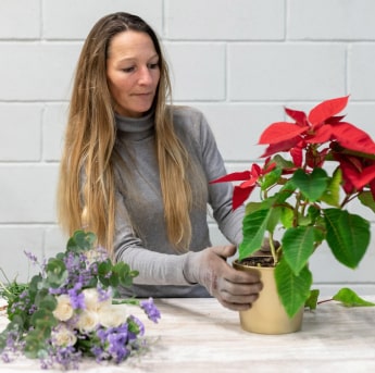 flor de pascua, poinsettia, planta de Navidad, cuidados