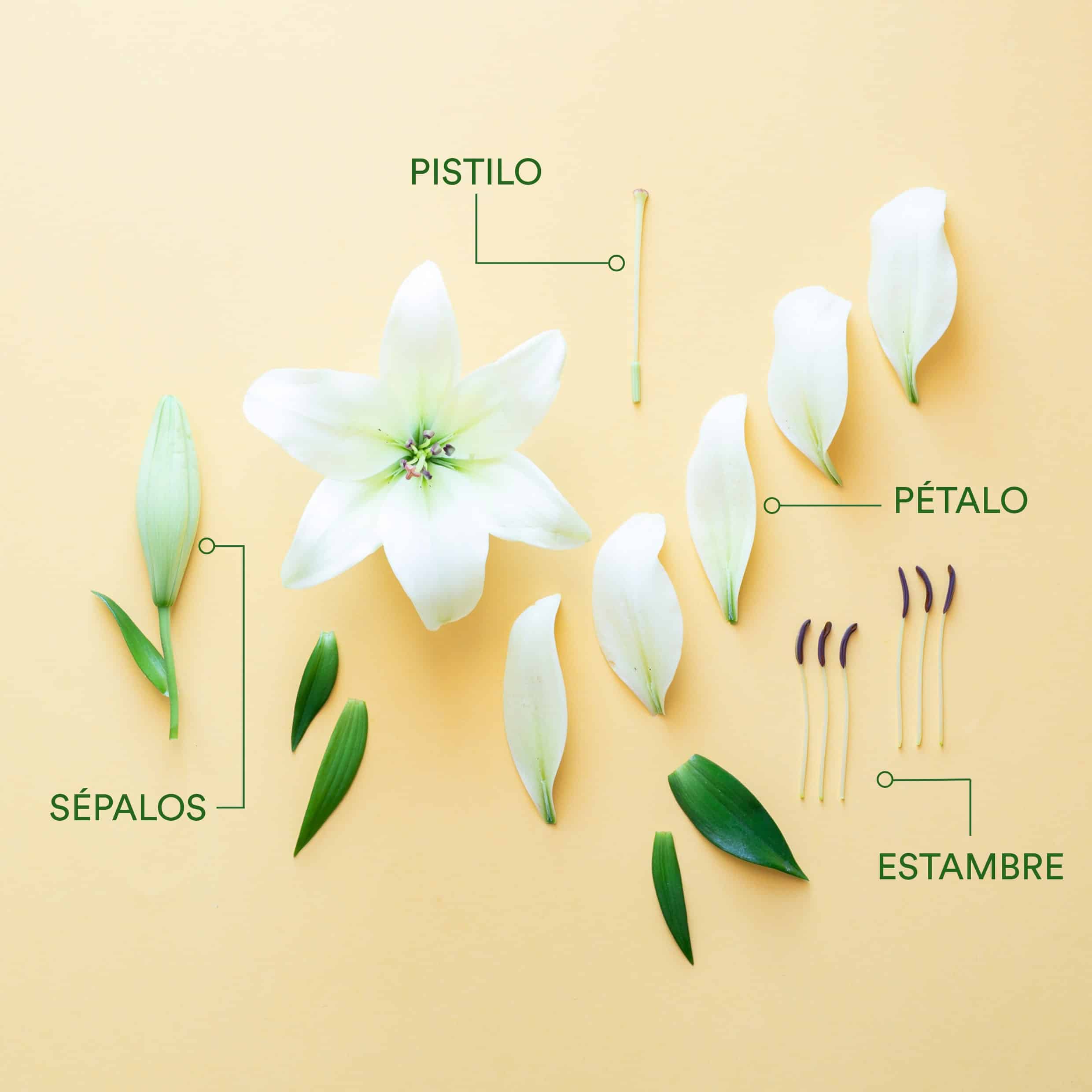 diagramo de partes de las flores