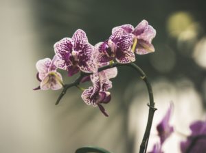 kelly kiernan fkGTeNqIg1g unsplash 1 Tipos de Orquídeas – ¿Que Queda Mejor Para La Ocasión? 11