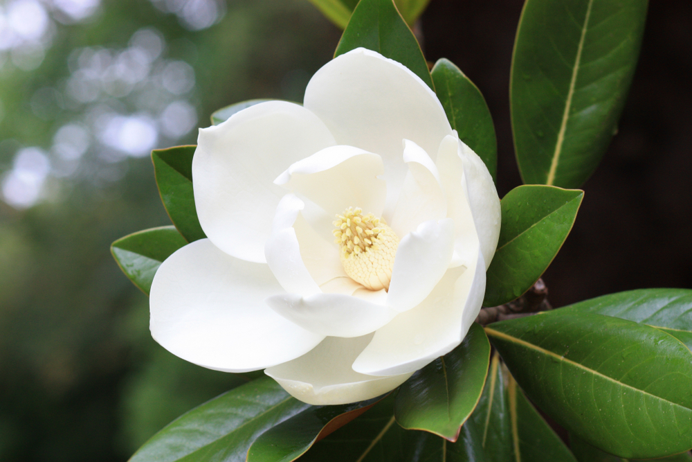 La magnolia | FloraQueen ES