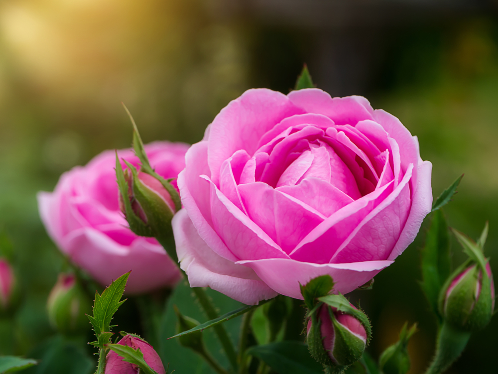 shutterstock 1039050211 Rosas – La Flor Romántica Por Excelencia 1