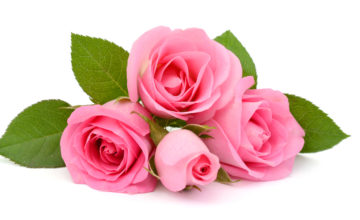 shutterstock 508983877 Rosas Rosas, La Elegancia de los Tonos Rosados 7