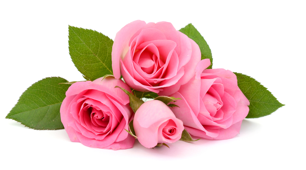 Rosas Rosas, La Elegancia De Los Tonos Rosados » FloraQueen ES