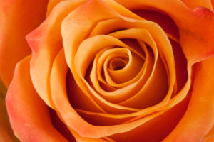shutterstock 54081343 Rosas Naranjas – Dale un Toque de Vida a tu Arreglo 35