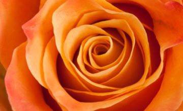 shutterstock 54081343 Rosas Naranjas – Dale un Toque de Vida a tu Arreglo 4