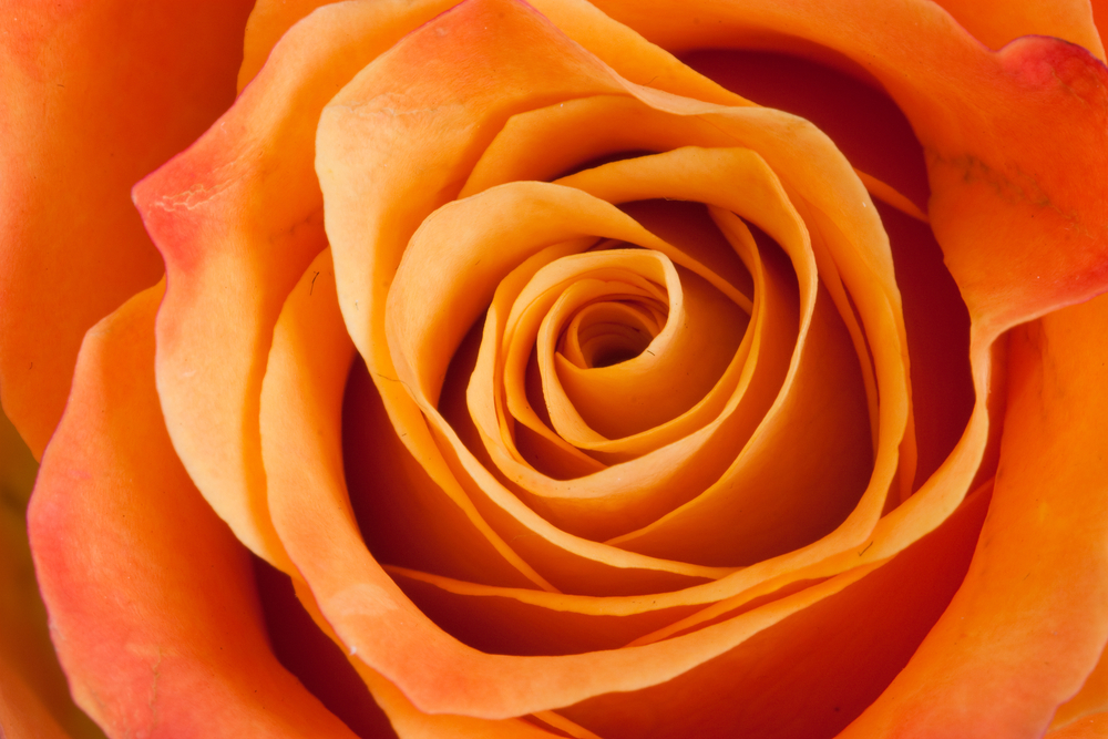 Rosas Naranjas – Dale Un Toque De Vida A Tu Arreglo » FloraQueen ES