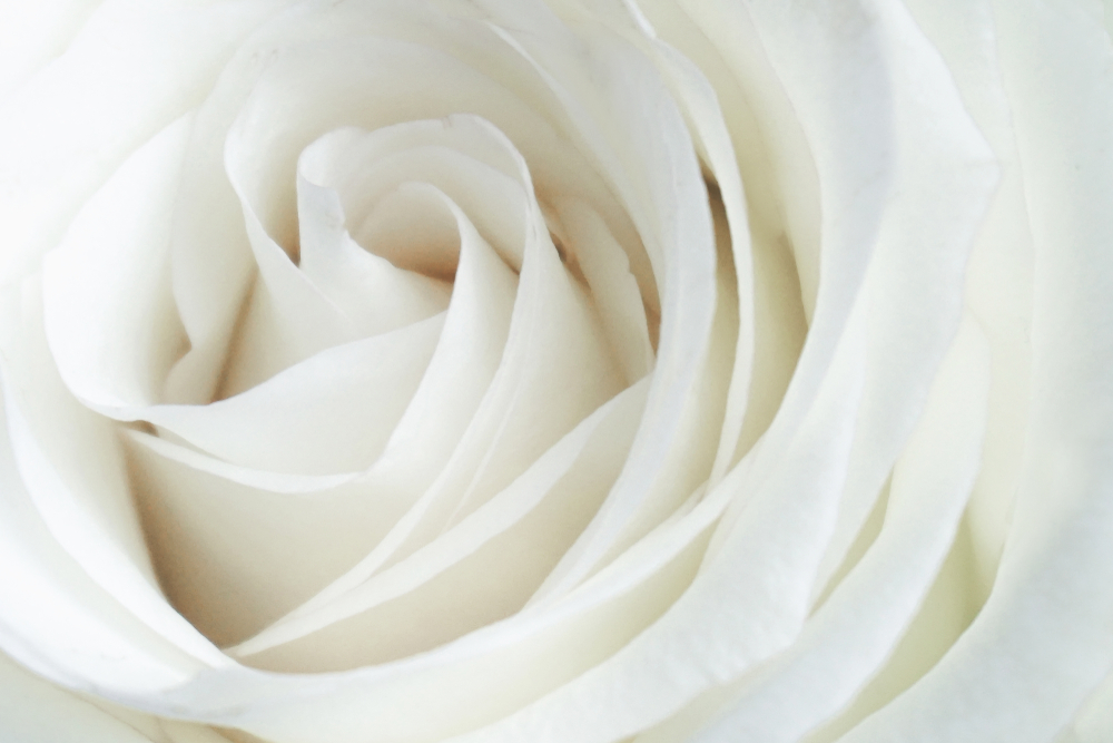 Rosas Blancas – Presentes En Todo Tipo De Eventos » FloraQueen ES