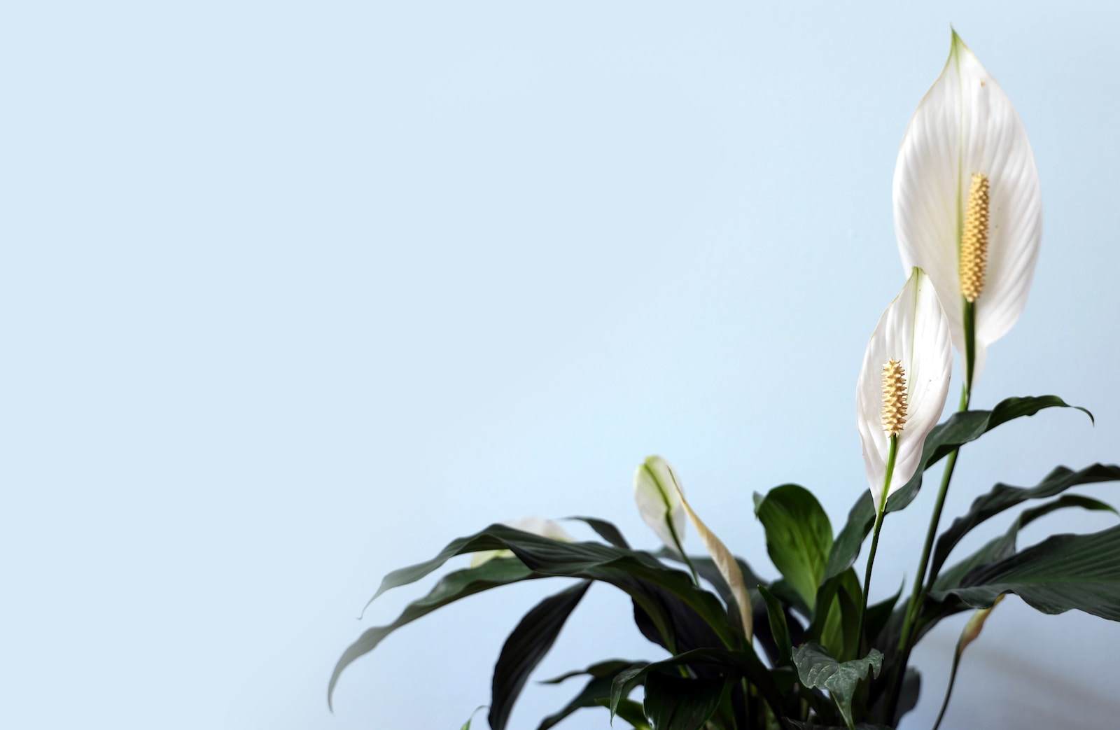 Cultivar y cuidar las plantas de lirio de la paz (Spathiphyllum)