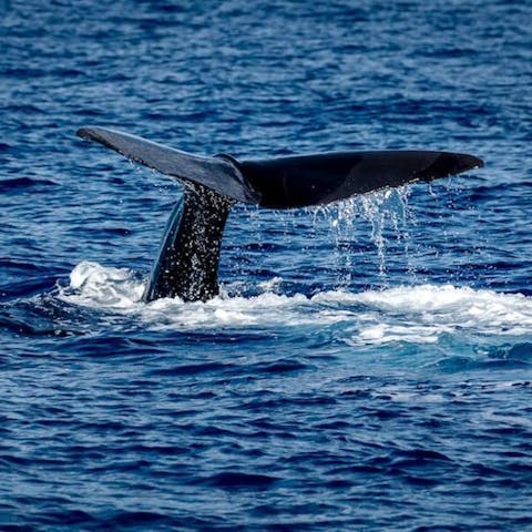 The Flower Festivals of Roseau: An Annual Spectacle - Flora Queen