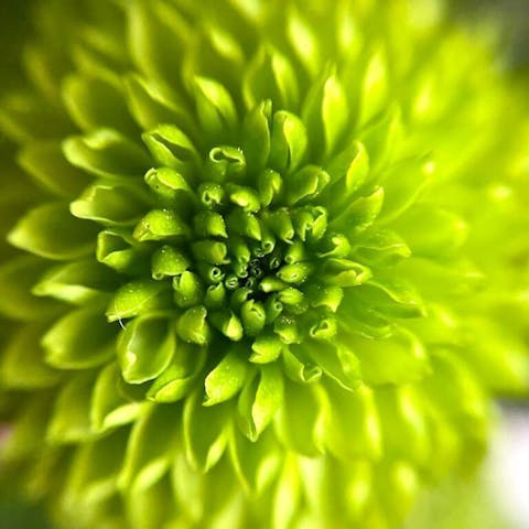 Unveiling the Beauty: Exploring Unique Green Flowers and Their Names - Flora Queen